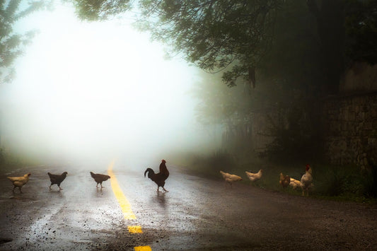 An image of a group of chickens crossing a road with a foggy background 