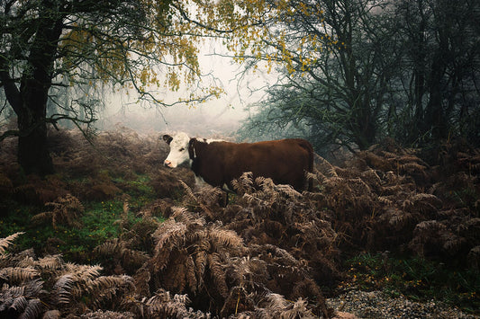A print depicting a cow in a misty outdoor setting with trees and foliage.