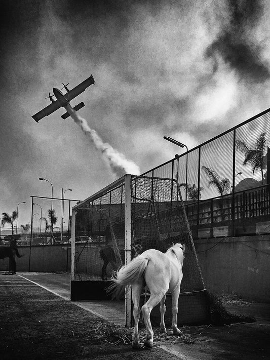Black and white photo of an airplane taking off with a horse in the foreground looking towards the airplane