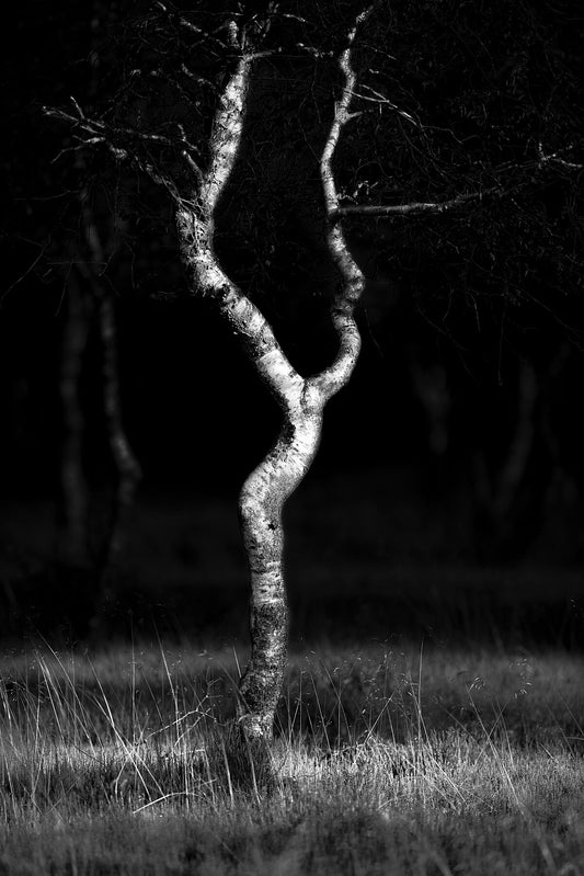 A black and white image of a minimalist art pose sculpture, with a distinctive, elegant pose. Trees are visible in the background, suggesting the sculpture might be outdoors or in a garden setting.